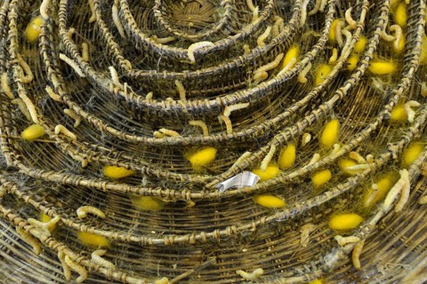 Silkworms (Bombyx mori) and silk cocoons on a bast basket