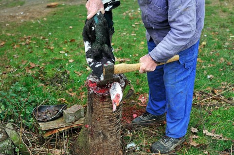Home slaughtering on a farm