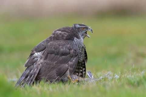 Northern Goshawk (Accipiter gentilis)