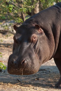 Hippopotamus (Hippopotamus amphibius)