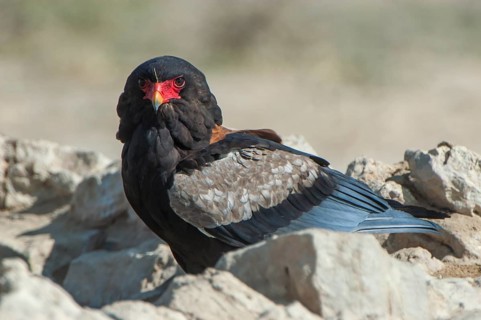Bateleur (Terathopius ecaudatus)