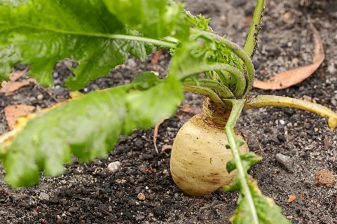May Turnip or Nevette (Brassica rapa ssp. Rapa var majalis)