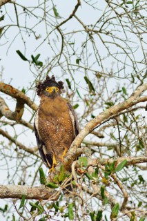 Crested Serpent Eagle (Spilornis cheela spilogaster)