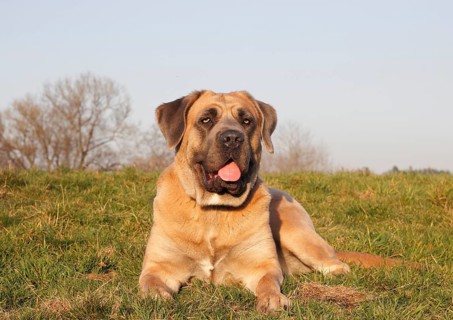 Cane Corso