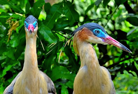 Whistling Herons (Syrigma sibilatrix sibilatrix)