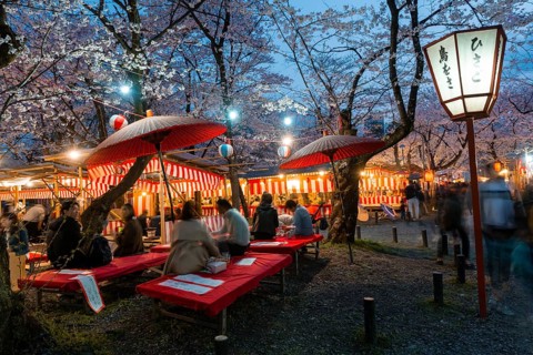 Food stalls at the cherry blossom festival