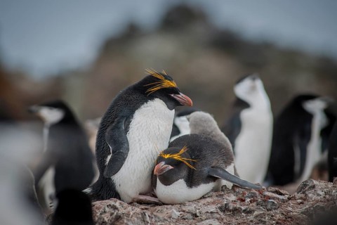 A pair of Macaroni Penguins (Eudyptes chrysolophus) breeds in a colony of Chinstrap penguins (Pygoscelis antarctica)