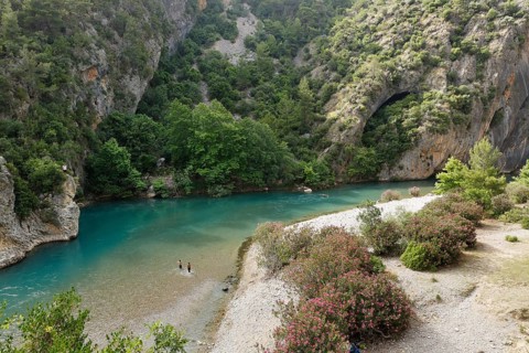 Oleander bushes on the Alara river