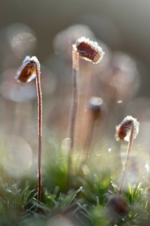 Hair Cap Moss (Polytrichum formosum)