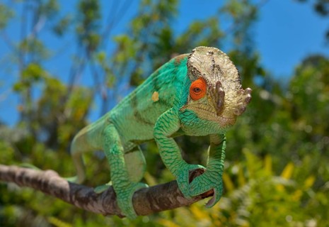 Parson's Chameleon (Calumma parsonii)