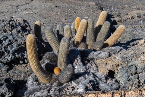 Lava Cactuses (Brachycereus nesioticus)