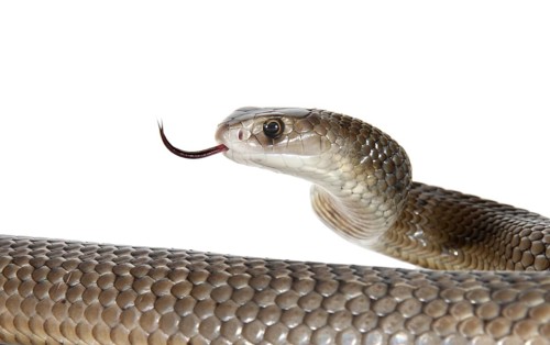 Eastern Brown Snake (Pseudonaja textilis)