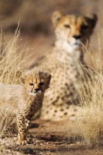 Cheetah (Acinonyx jubatus)