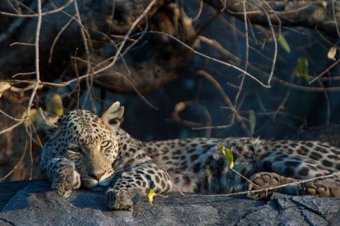 Tired Leopard (Panthera pardus)