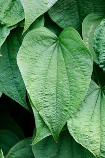 Fourleaf Yam or Wild Yam (Dioscorea villosa)