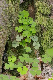 Wood Sorrel (Oxalis acetosella)