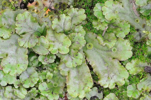 Common Liverwort or Green-tongue Liverwort (Marchantia polymorpha)