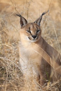 Caracal (Caracal caracal)