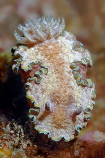 Nudibranch or Sea Slug (Glossodoris cincta)