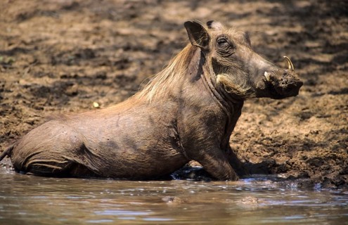Warthog (Phacochoerus aethiopicus)
