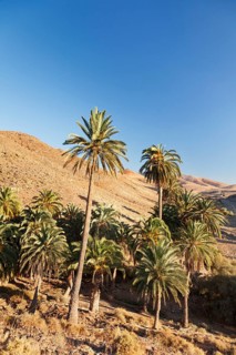 Palm grove