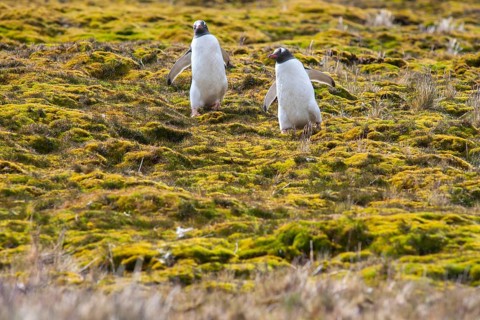 Gentoo Penguins (Pygoscelis papua)