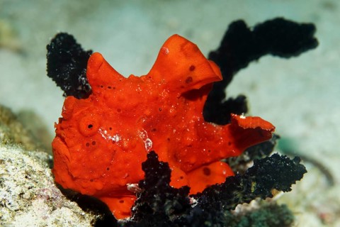 Painted Frogfish (Antennarius pictus)