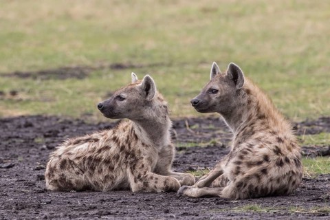 Spotted Hyenas (Crocuta crocuta)