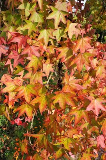American Sweetgum tree (Liquidambar styraciflua)