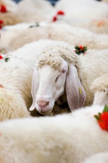 Tyrolean Mountain Sheep (Ovis orientalis aries)