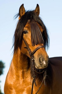 Andalusian Horse