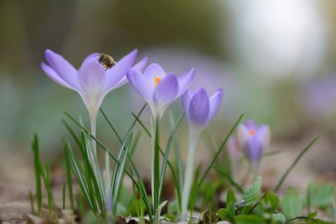 Early Crocuses (Crocus tommasinianus)