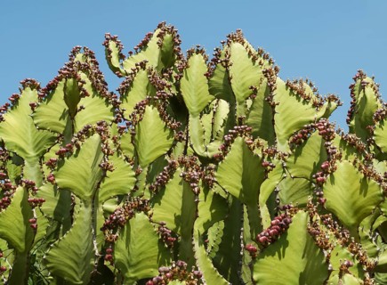 Transvaal Candelabra Euphorbia (Euphorbia cooperi)