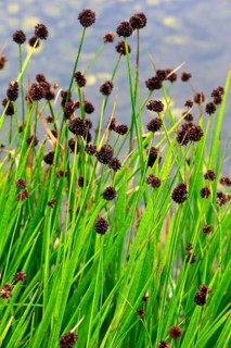 Swordleaf Rush (Juncus ensifolius)