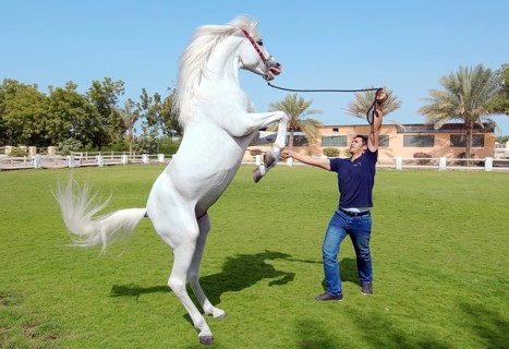 Arabian or Arab horse standing on hindlegs