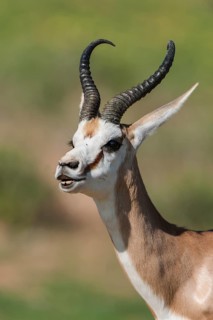 Male Springbok (Antidorcas marsupialis) at Flehmen