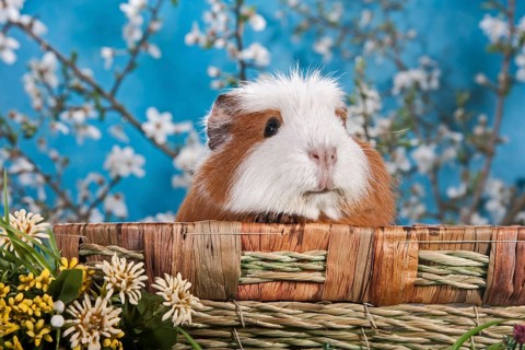 American Crested Guinea Pig