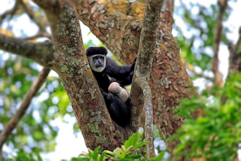 Angolan Colobus or Angola Colobus (Colobus angolensis)