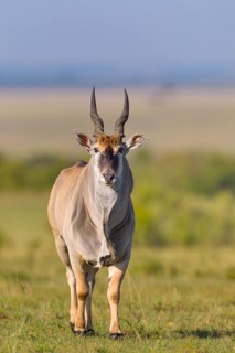 Common eland (Taurotragus oryx) in savanna