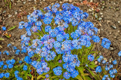 Forget-me-not (Myosotis sylvatica)