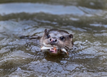 Otter (Lutra lutra) with Roach