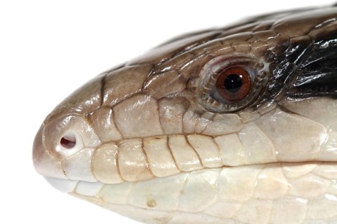 Eastern Blue-tongued Lizard (Tiliqua scincoides scincoides)