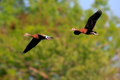 Two Black-bellied Whistling Ducks (Dendrocygna autumnalis)