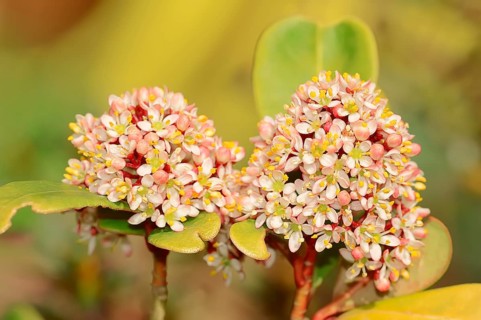 Japanese Skimmia (skimmia japonica)