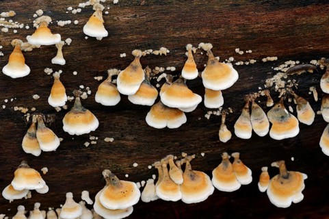 Plicatura fungus (Plicatura crispa)