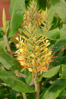 Kahili Ginger (Hedychium gardnerianum)