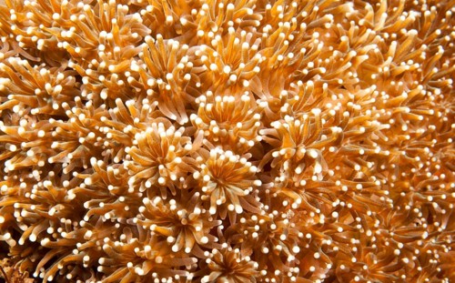 Flower Pot Coral (Goniopora sp.)