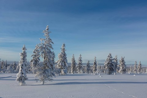 Snowy fir forest