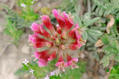 French Tragacanth or Montpellier Milkvetch (Astragalus monspessulanus)