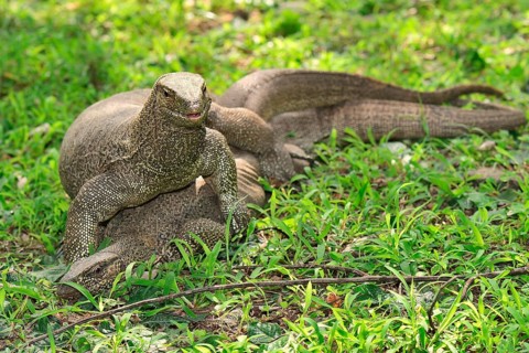 Bengal Monitors (Varanus bengalensis) mating